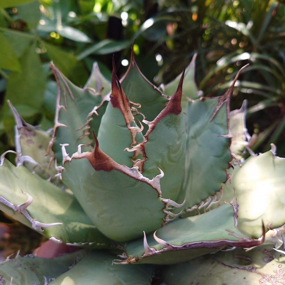 アガベ チタノタ オアハカ Agave titanota Oaxaca 18 アガベ チタノタ オアハカ Agave titanota Oaxaca 3 | Mellow