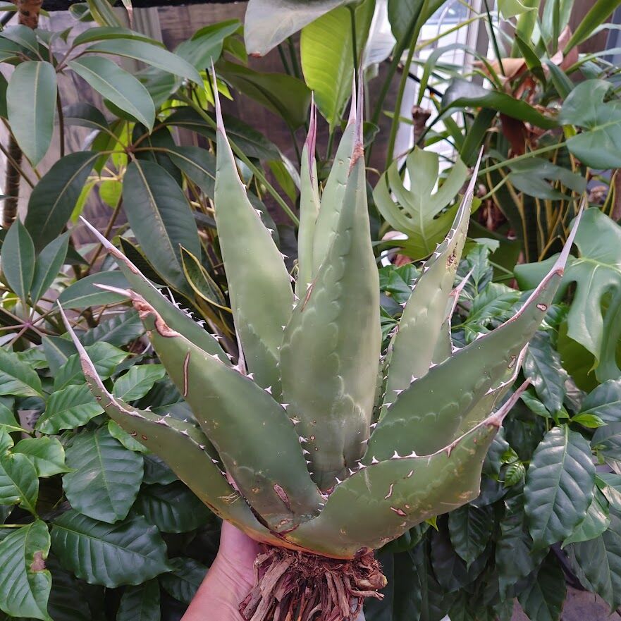 アガベ ジェントリー ジョーズ agave gentryi 