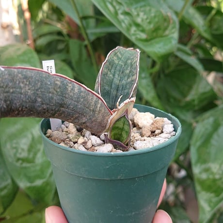 No.3 Sansevieria hallii Pink Bat サンスベリア ピンクバット 子株付き 【送料全国一律500円】