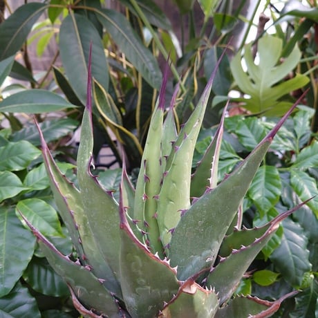 アガベ ジェントリー ジョーズ agave gentryi  "Jaws" J4