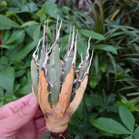 アガベ ユタエンシス ネバデンシス YN11 Agave uthaensis var. nevadensis