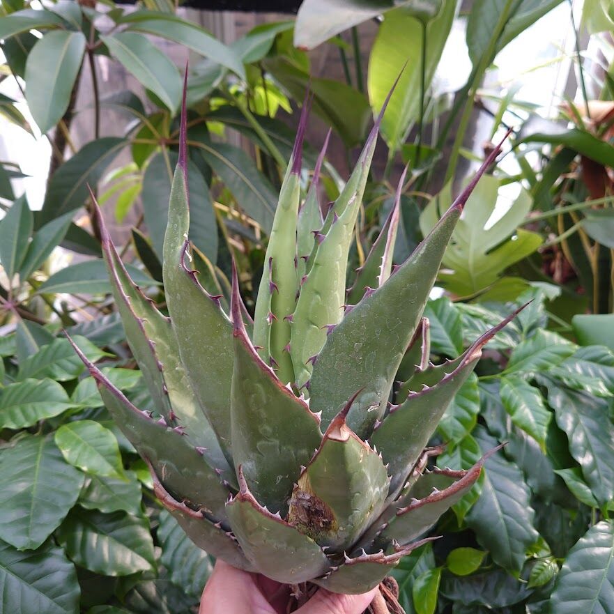 ジェントリージョーズ　アガベ アガベ ジェントリー ジョーズ／agave gentryi Jaws no.10362