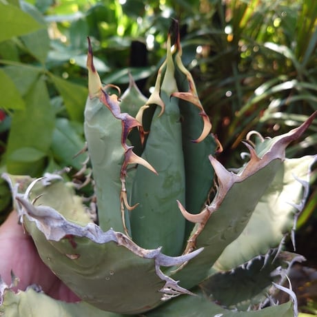 アガベ チタノタ オアハカ Agave titanota Oaxaca 19