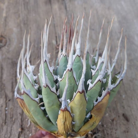 アガベ ユタエンシス ネバデンシス 1 Agave uthaensis var. nevadensis