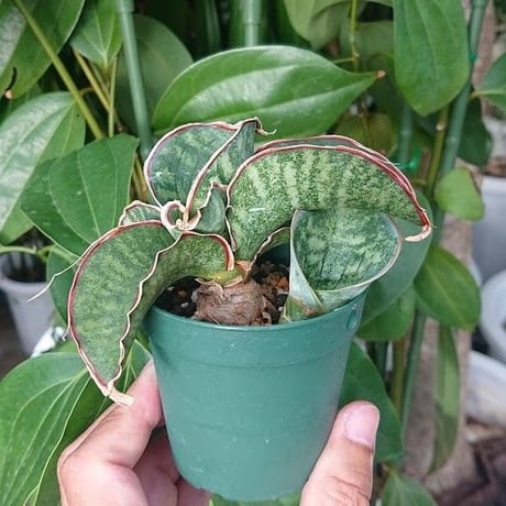 no.2 Sansevieria sp. Mafinga Tanzania Dragon サンスベリア ドラゴンウィング