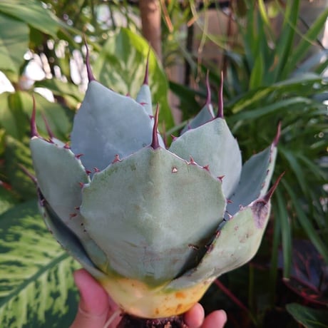 アガベ パリー トランカータ agave parryi truncata 4