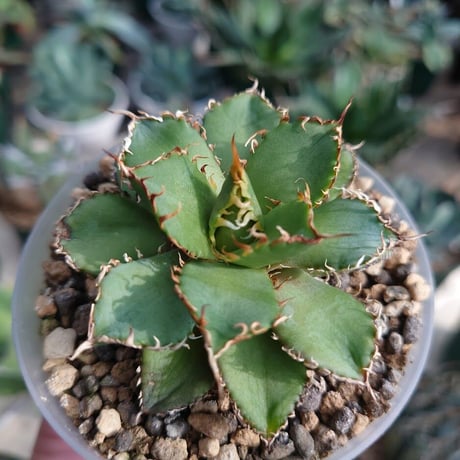 アガベ チタノタ フィリグリー 6 Agave titanota filigree