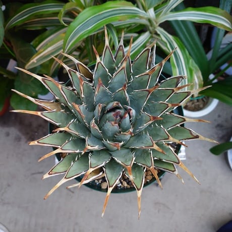 アガベ ユタエンシス ネバデンシス 8 Agave uthaensis var. nevadensis