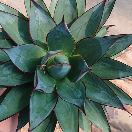 no.2 アガベ ブルーグロウ agave blue grow 【発根済】