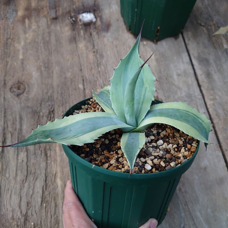 アガベ オバティフォリア オルカ 1 Agave ovatifolia variegated