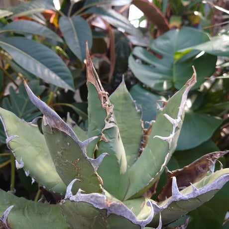 アガベ チタノタ オアハカ Agave titanota Oaxaca 8 【訳あり】