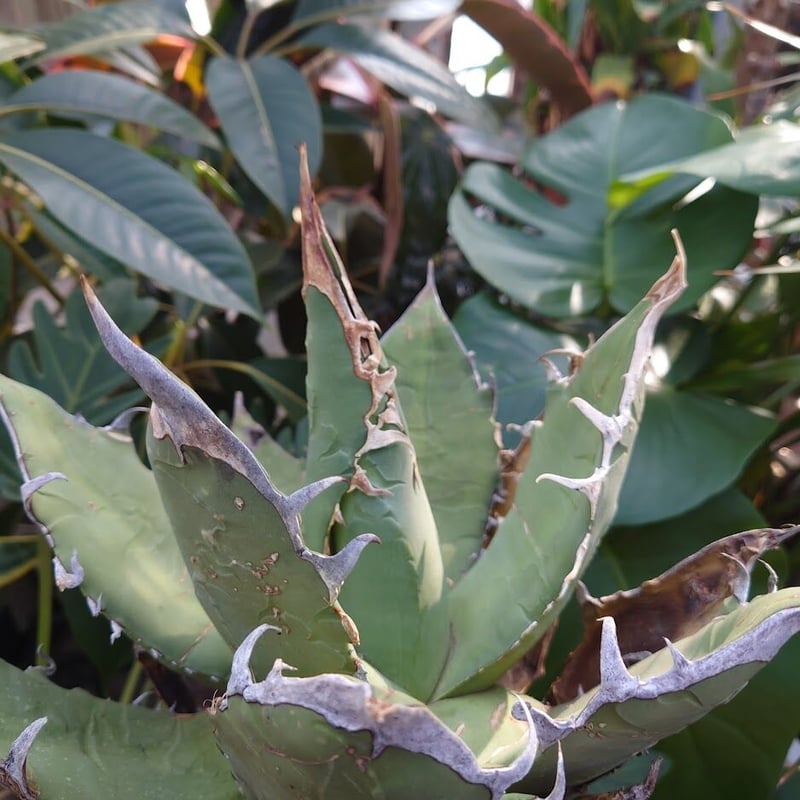 アガベ チタノタ オアハカ Agave titanota Oaxaca 8 【訳あり アガベ チタノタ オアハカ Agave titanota Oaxaca 8 【訳あり