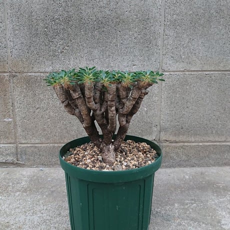 ユーフォルビア ギラウミニアナ Euphorbia guillauminiana