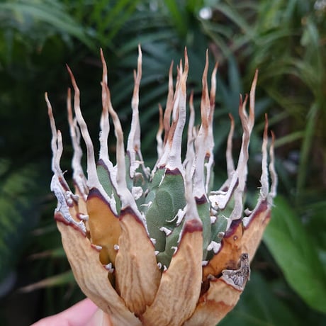 H様ご予約商品 アガベ ユタエンシス ネバデンシス S5 Agave uthaensis var. nevadensis