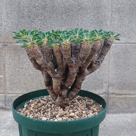 ユーフォルビア ギラウミニアナ Euphorbia guillauminiana