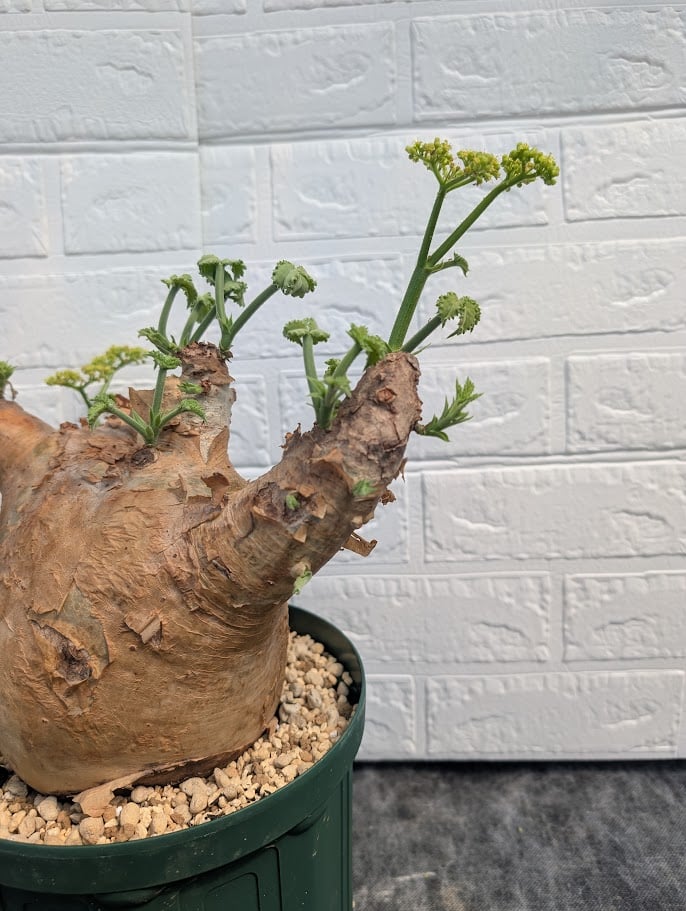 キフォステンマ マクロプス 7 Cyphostemma uter macropus 【発根済】 キフォステンマ マクロプス 7 Cyphostemma uter macropus 【発根済】