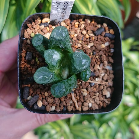 多肉植物 ハオルチア 宮万象 M-1 実生選抜