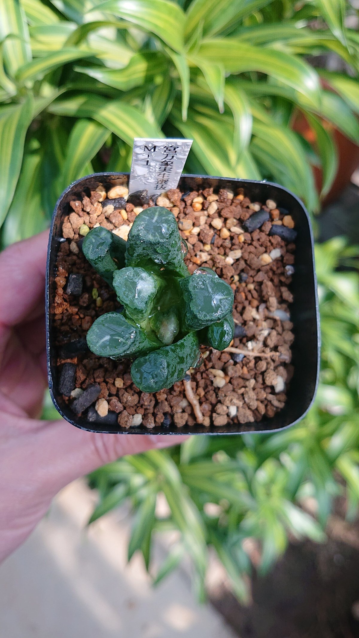 多肉植物 ハオルチア T.pearl Armor×聖山の門 有難い 台湾李氏実生