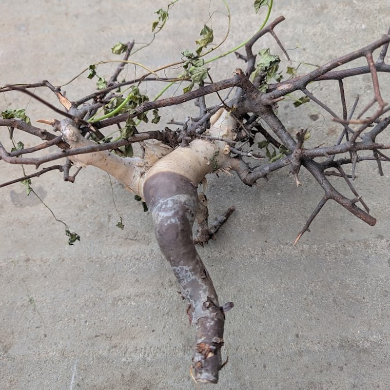 3 コミフォラ　カタフ　ピュア コミフォラ カタフ 3 （ピュアカタフ） Commiphora kataf