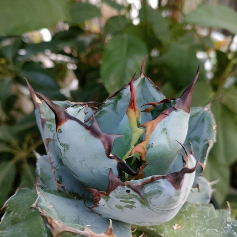 アガベ チタノタ ブラックアンドブルー Agave titanota アガベ チタノタ ブラックアンドブルー Agave titanota