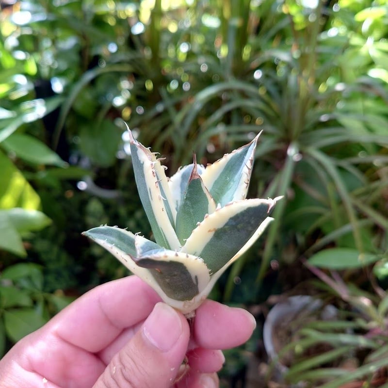 アガベ チタノタ スナグルトゥース ST14 | Mellow Yard