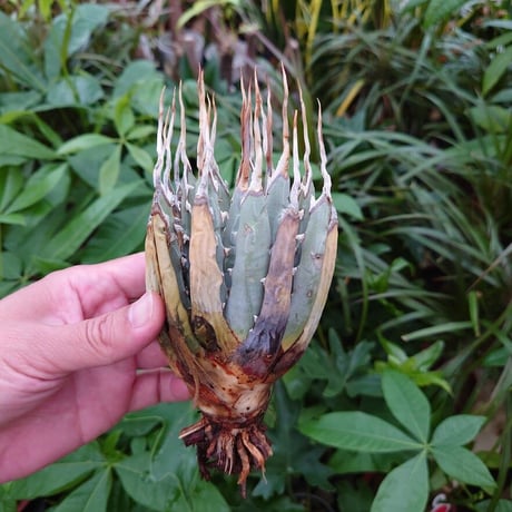 アガベ ユタエンシス ネバデンシス YN12 Agave uthaensis var. nevadensis
