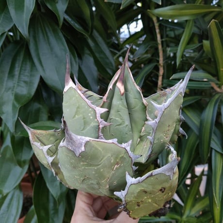 アガベ チタノタ オアハカ Agave titanota Oaxaca 2