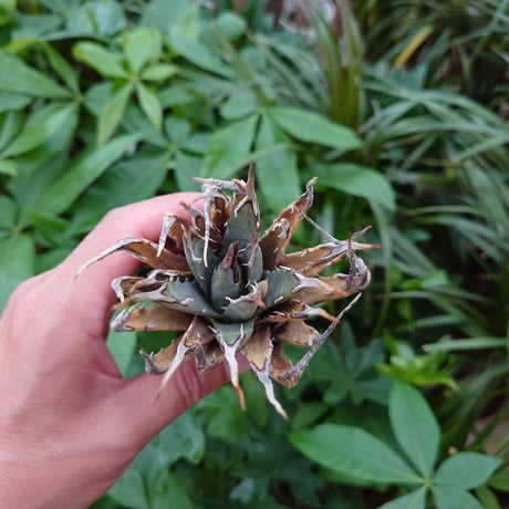 アガベ ユタエンシス ネバデンシス YN9 Agave uthaensis var. nevadensis