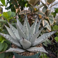 アガベ パリー ネオメキシカーナ agave prryi ssp.neomexicana 1
