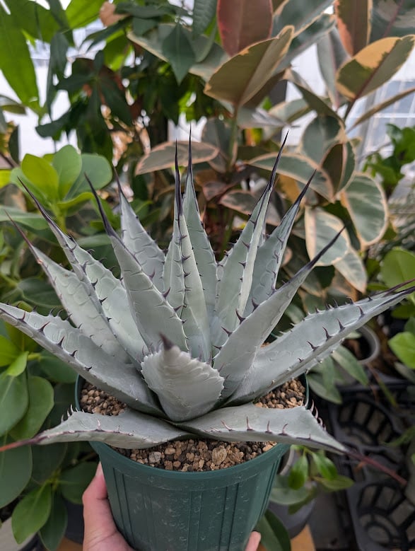 アガベ パリー ネオメキシカーナ agave prryi ssp.neomexicana 1