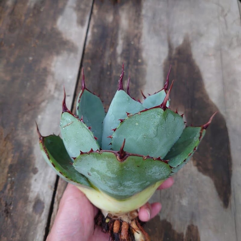 【極上美株】 トランカータ 約28cm　アガベパリー　アガベ　 パリー アガベ パリー トランカータ | mana's farm:塊根植物・アガベ・ドライ