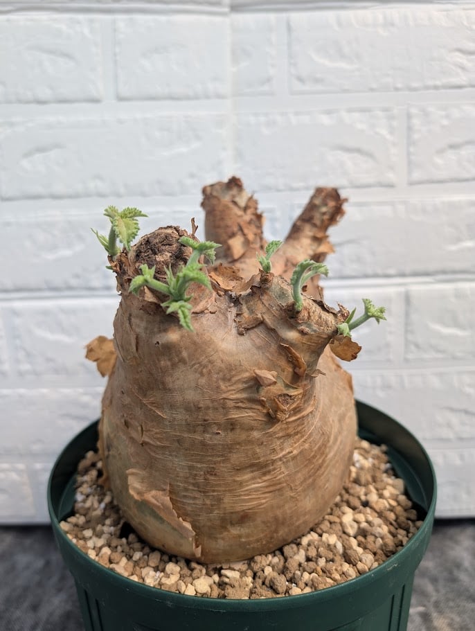 キフォステンマ マクロプス 5 Cyphostemma uter macropus 【発根