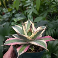 カ*ィ様 アガべ ‘オルカ’ AGAVE OVATIFOLIA ‘ORCA’ アガベ・オバティフォリア バリエガータ オルカ｜Agave