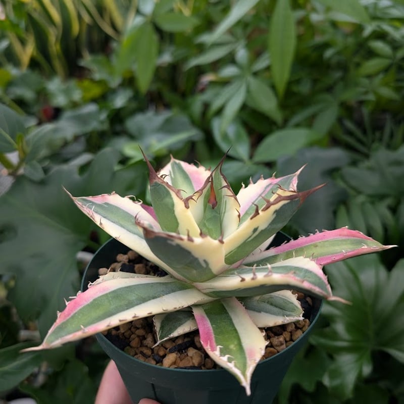 アガベ チタノタ スナグルトゥース 12 fit=scale-down,w=1200