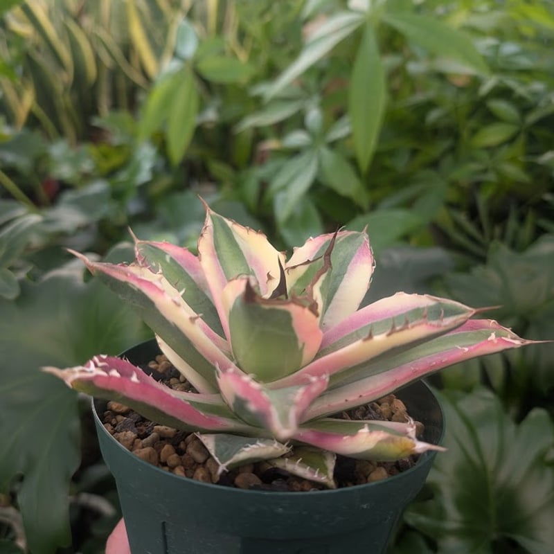 アガベ チタノタ スナグルトゥース ST21 | Mellow Yard