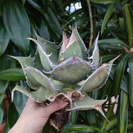 アガベ チタノタ オアハカ Agave titanota Oaxaca 3
