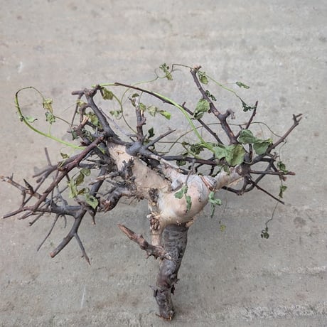 コミフォラ カタフ 3 （ピュアカタフ） Commiphora kataf