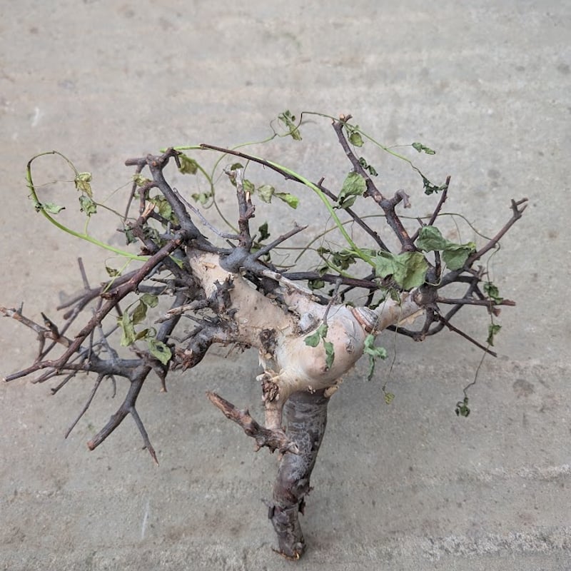 コミフォラ カタフ 3 （ピュアカタフ） Commiphora kataf | Mellow