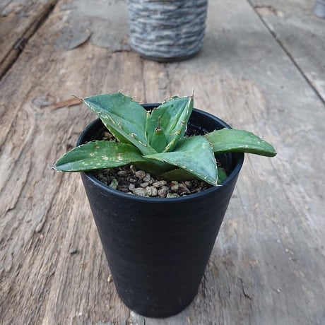 no.6 アガベ チタノタ Agave titanota 【送料全国一律500円】
