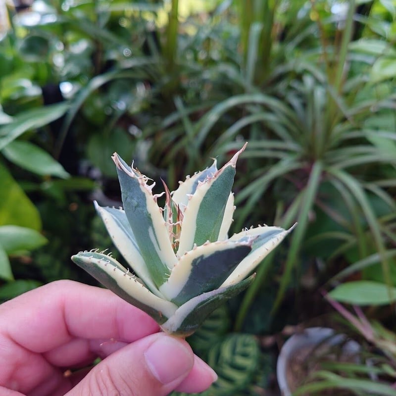 アガベ スナグルトゥース ショップ 葉挿し4頭！ 激レア！ 