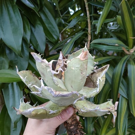 アガベ チタノタ オアハカ Agave titanota Oaxaca 1