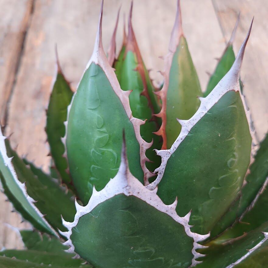 アガベ ホリダ agave horrida 4 【大株・美株】 | Mellow Yard