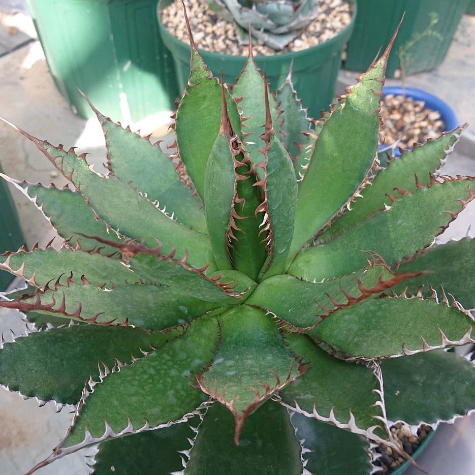 no.2 アガベ ホリダ agave horrida ラスト1株 | Mellow Yard no.2 アガベ ホリダ agave horrida ラスト1株 | Mellow Yard