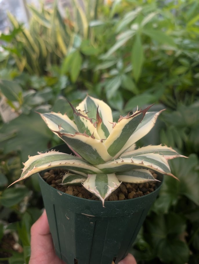 アガベ 　オテロイ　スナグルトゥース　ハーフムーン アガベ オテロイ スナグルトゥース ハーフムーン ROUKA | アガベ