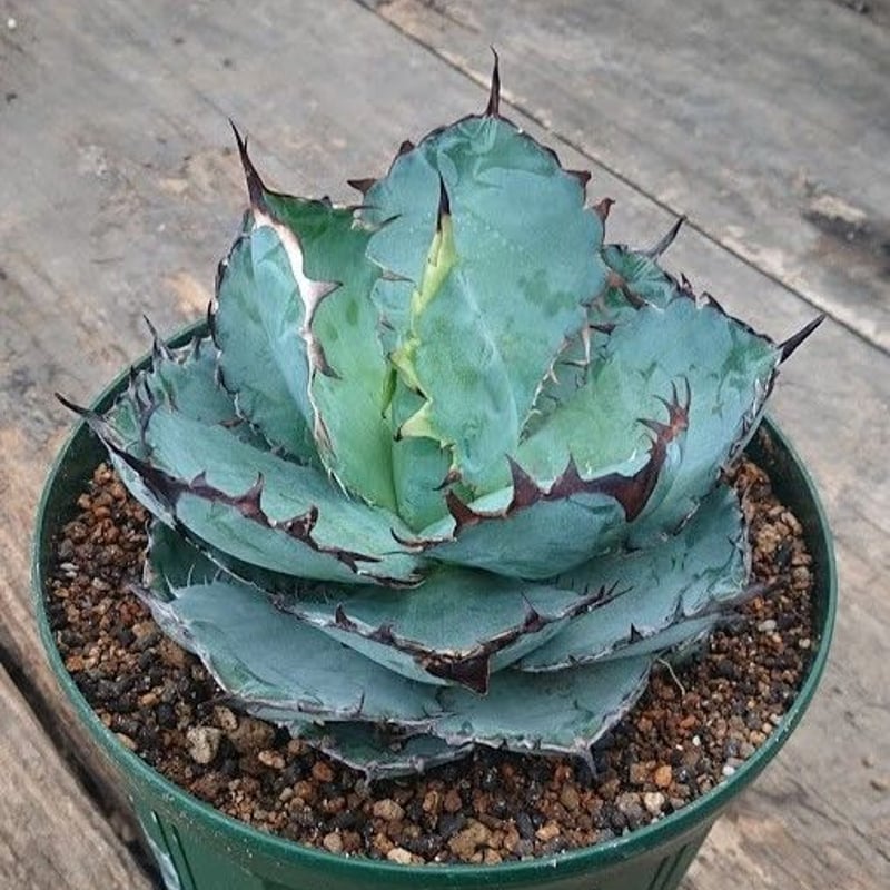 アガベ ブラックアンドブルー　子株つき アガベ・チタノタ「ブラック＆ブルー」 子株付き株 3号ポット植え