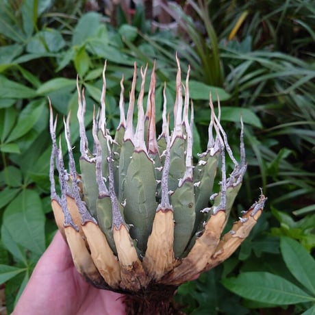 アガベ ユタエンシス ネバデンシス YN27 Agave uthaensis var. nevadensis