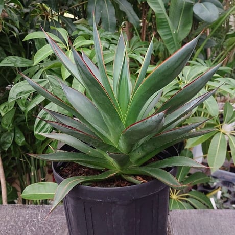 no.4 アガベ ブルーグロウ agave blue grow
