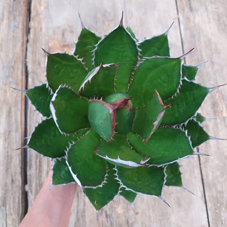 アガベ ホリダ agave horrida 4 【大株・美株】