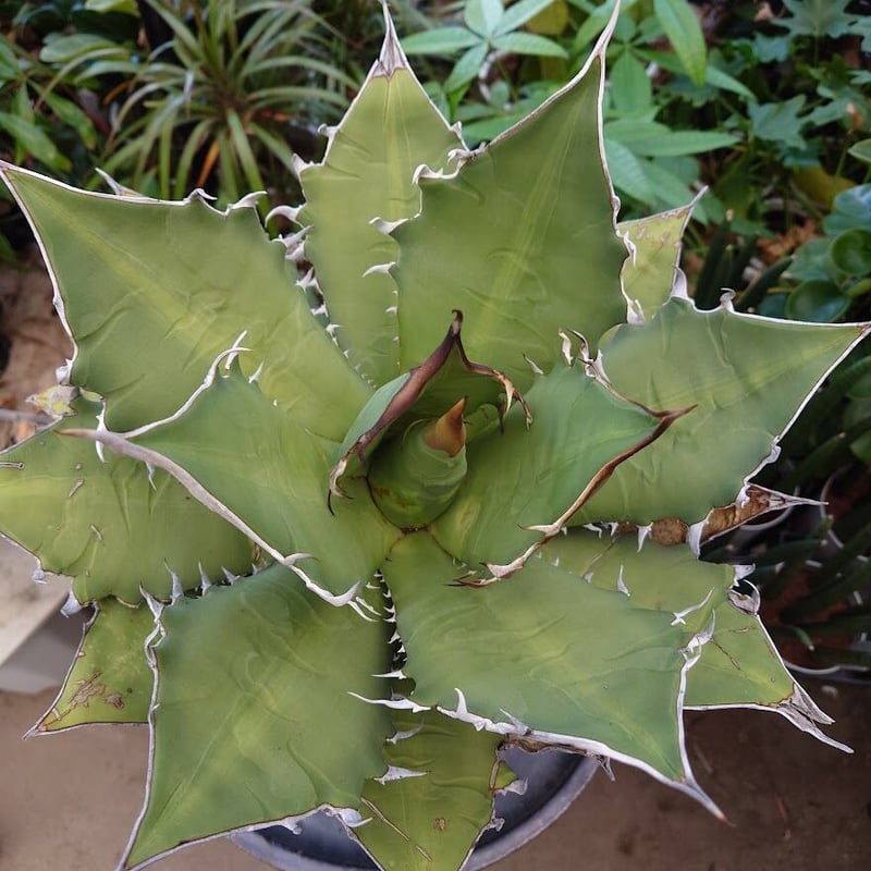 アガベ チタノタ オアハカ Agave titanota Oaxaca 8 【訳あり アガベ チタノタ オアハカ Agave titanota Oaxaca 8 【訳あり