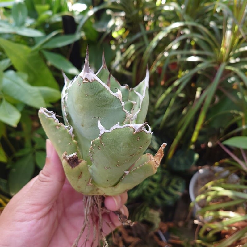 アガベ チタノタ オアハカ Agave titanota Oaxaca 8 楽天市場】agave titanota oaxaca アガベ チタノタ オアハカ